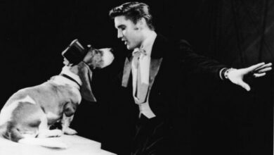 Photo of Elvis Presley’s dogs: The King ‘leased a jet to save his dying puppy’